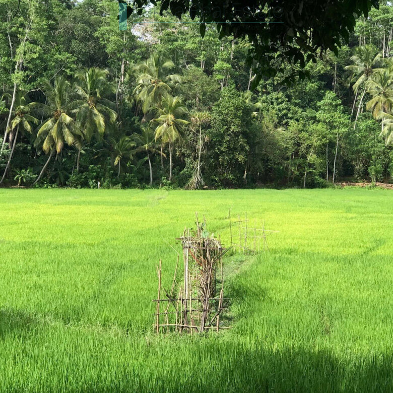 Good sized paddy view plot with house in Ginigala near Galle
