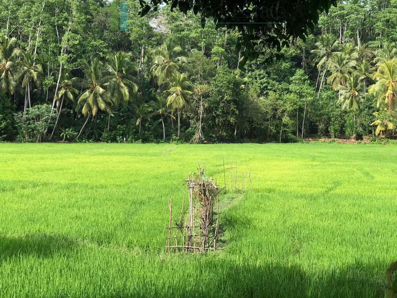 Good sized paddy view plot with house in Ginigala near Galle