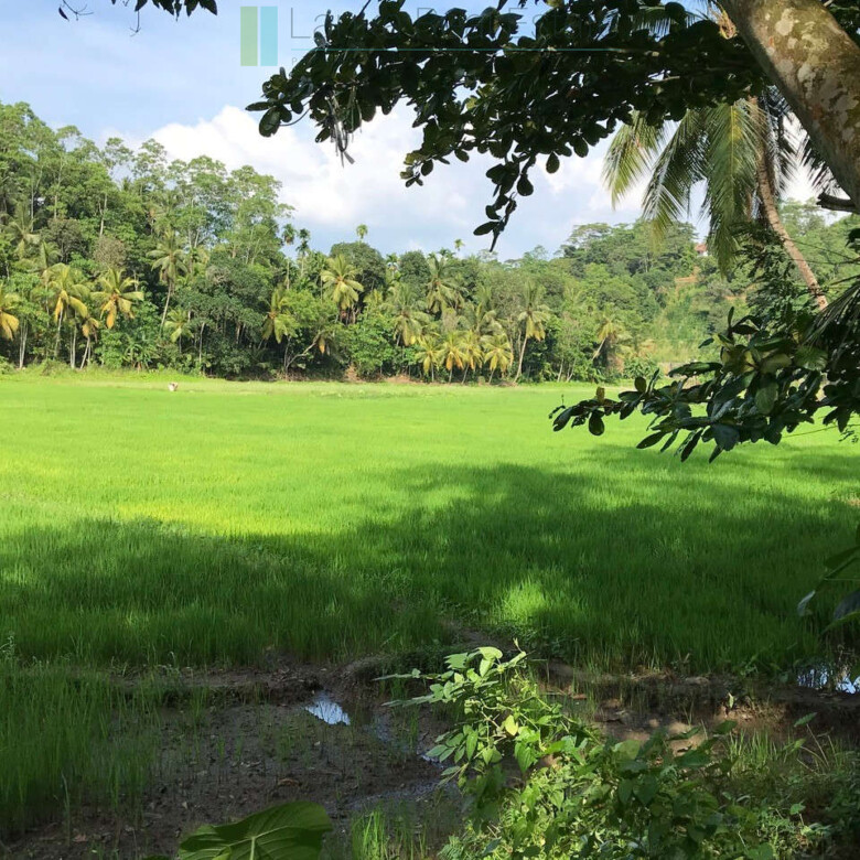 Good sized paddy view plot with house in Ginigala near Galle