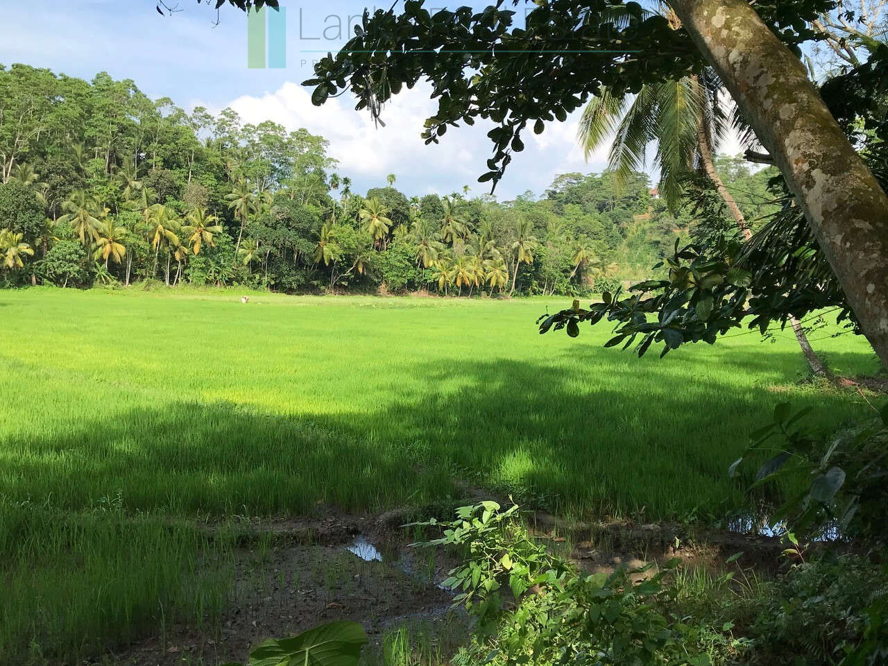 Good sized paddy view plot with house in Ginigala near Galle