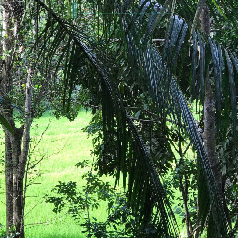 Good sized paddy view plot with house in Ginigala near Galle