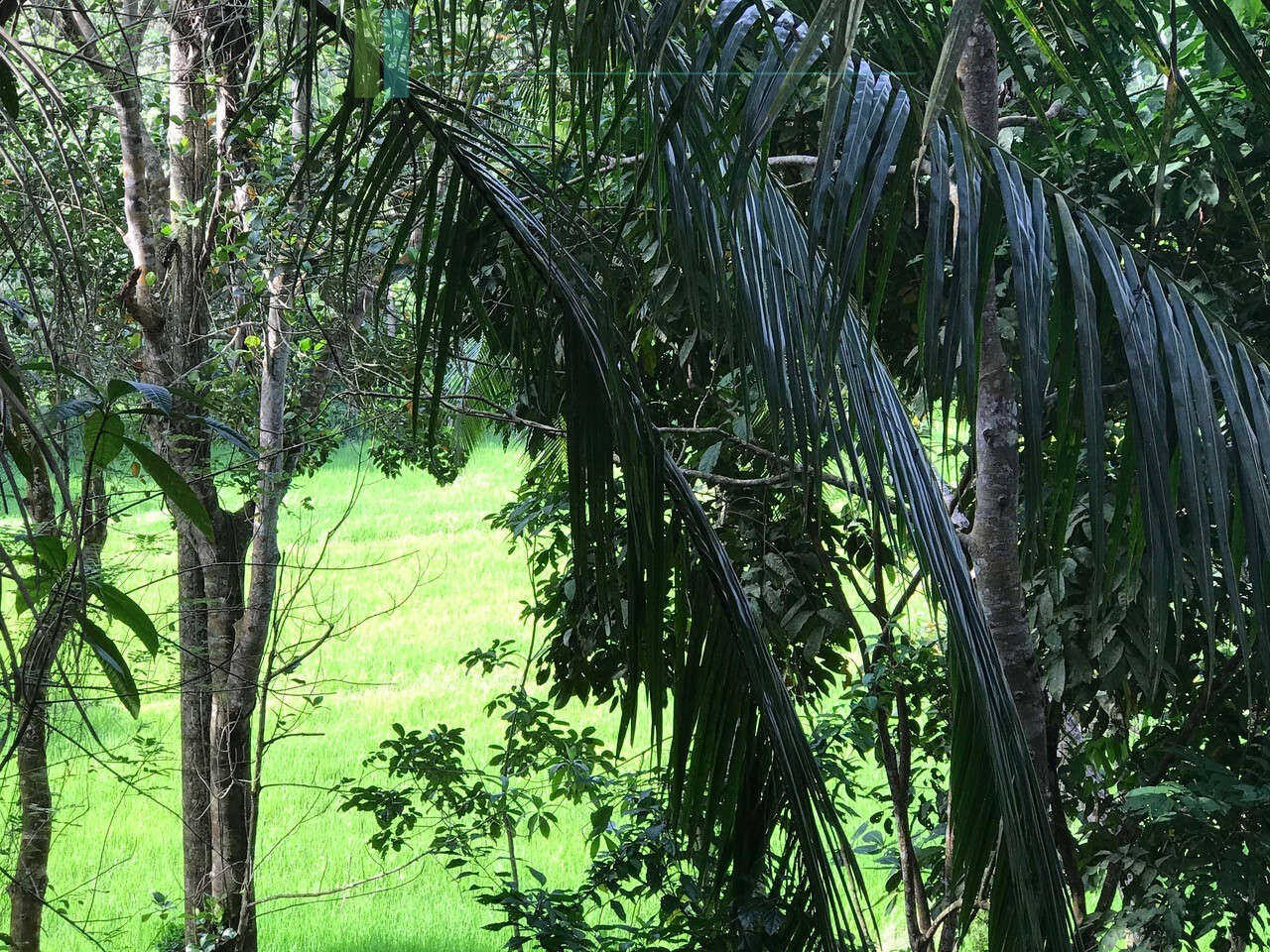 Good sized paddy view plot with house in Ginigala near Galle