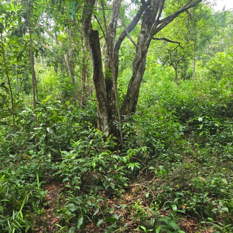 Serene wooded six acres on Koggala Lake