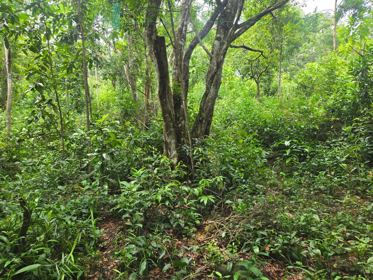 Serene wooded six acres on Koggala Lake