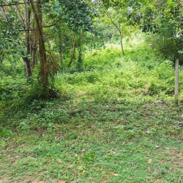 Serene wooded six acres on Koggala Lake