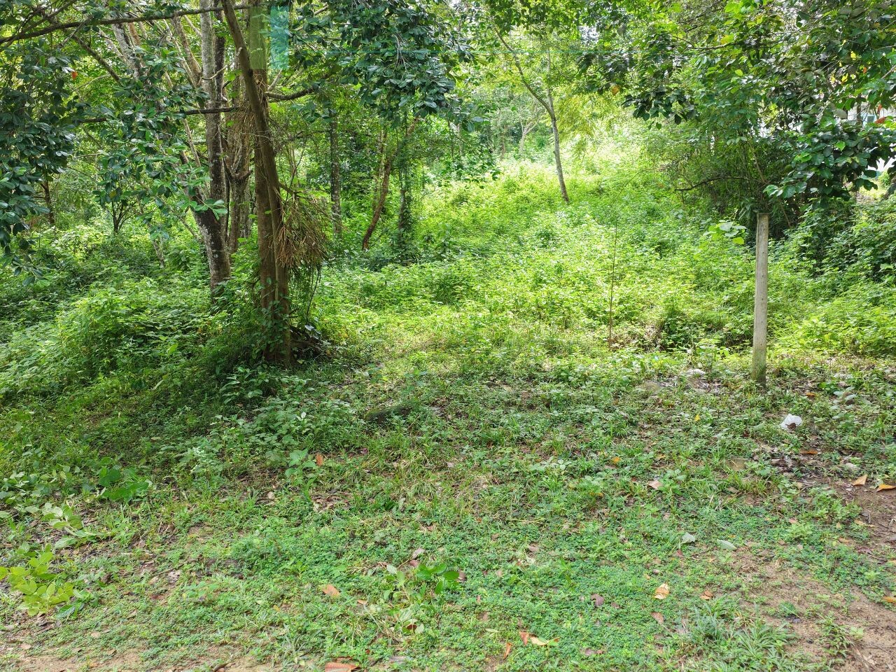 Serene wooded six acres on Koggala Lake