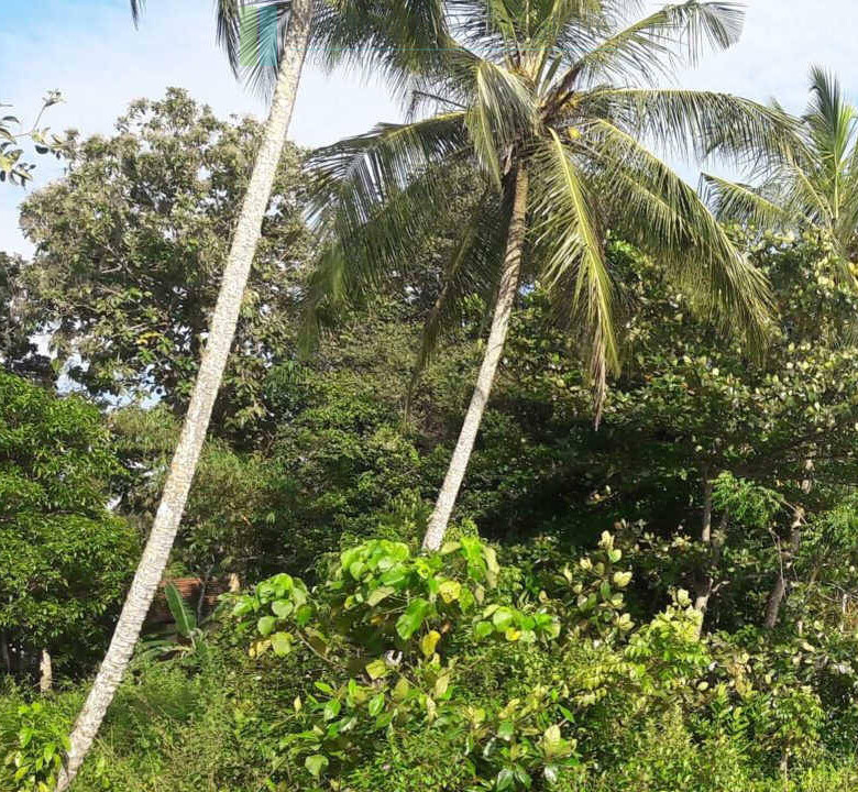 Hotel development site on Koggala Lake