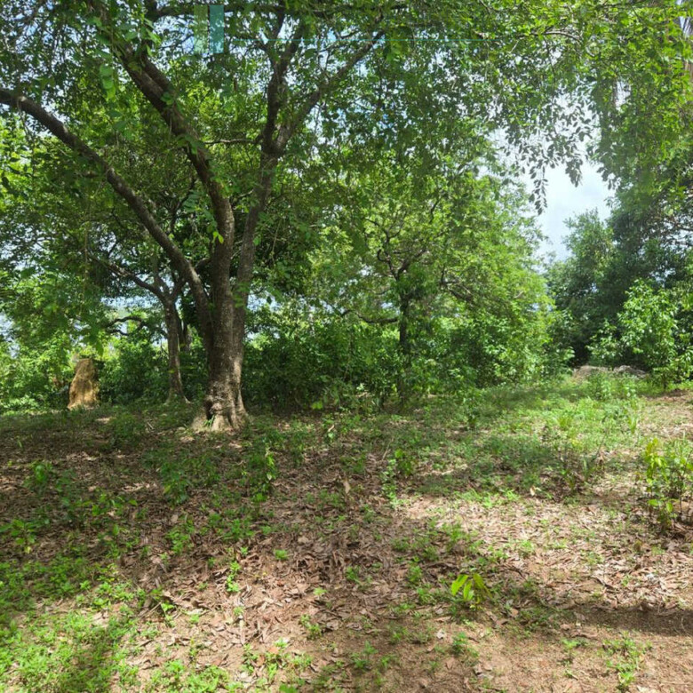 Fifty acre peninsular estate