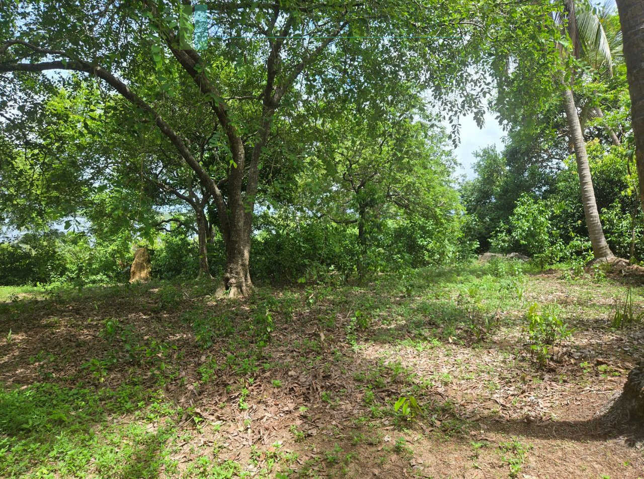 Fifty acre peninsular estate