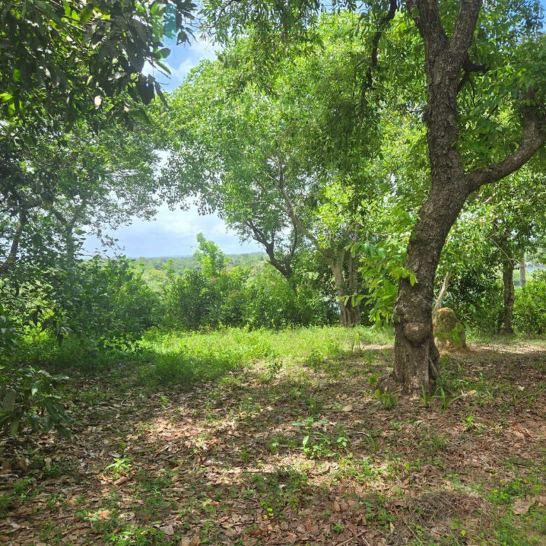 Fifty acre peninsular estate