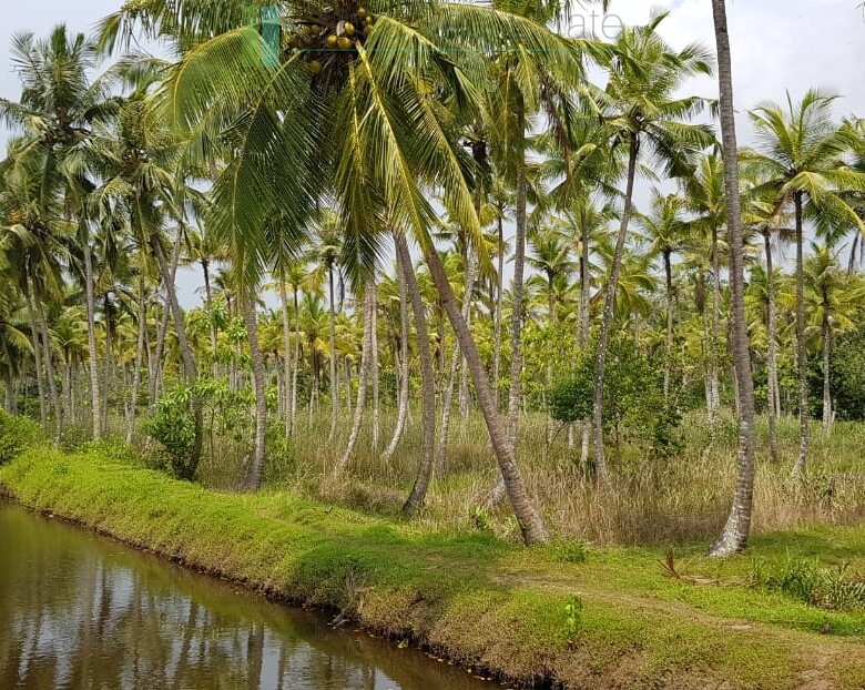 Tranquil eleven acres near Talpe