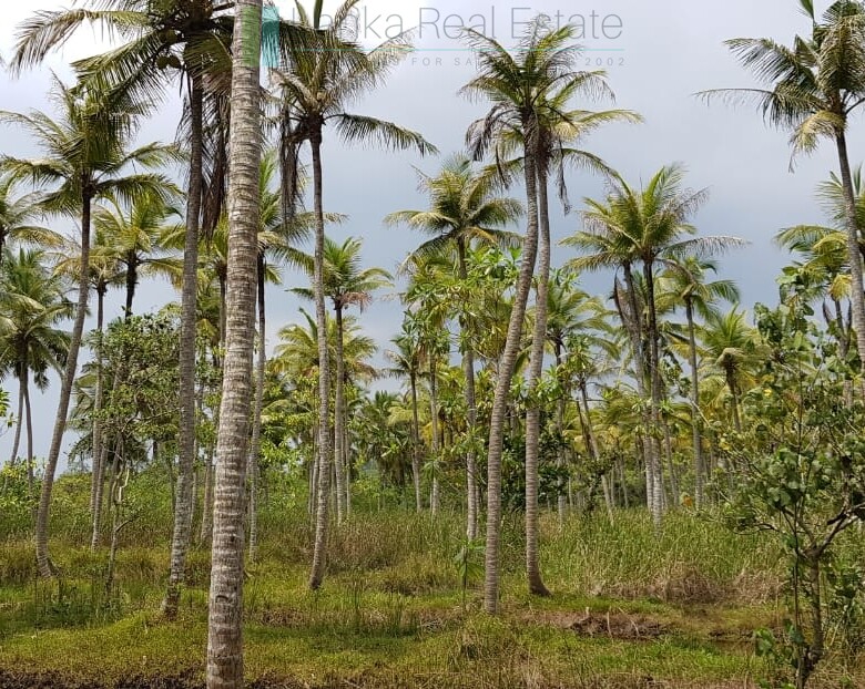Tranquil eleven acres near Talpe