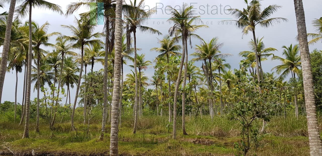Tranquil eleven acres near Talpe