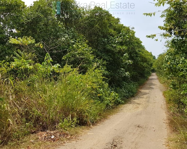 Tranquil eleven acres near Talpe