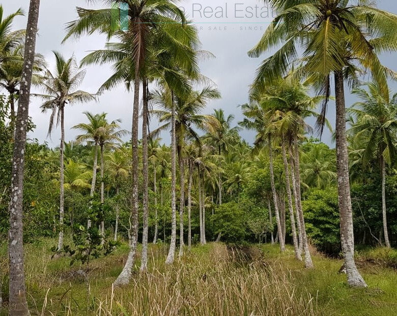 Tranquil eleven acres near Talpe