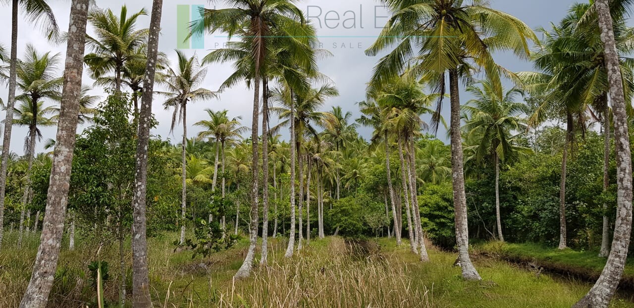 Tranquil eleven acres near Talpe