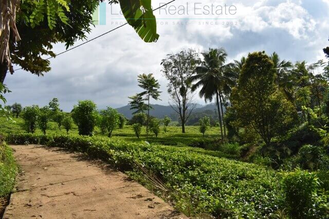 Bungalow on 82 acre tea estate in Hill Country