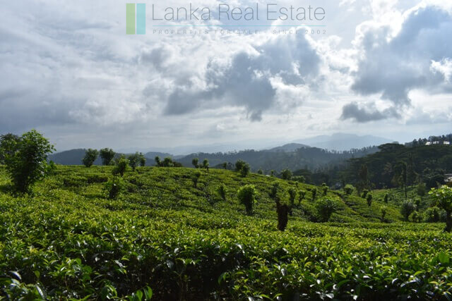 Bungalow on 82 acre tea estate in Hill Country