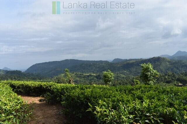 Bungalow on 82 acre tea estate in Hill Country