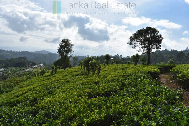 Bungalow on 82 acre tea estate in Hill Country