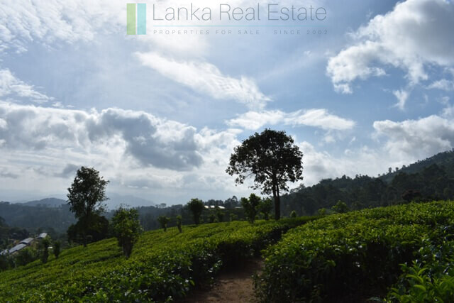 Bungalow on 82 acre tea estate in Hill Country