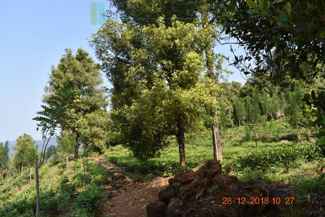 Thirty two acres with tea estate and two bungalows