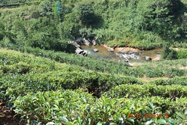 Thirty two acres with tea estate and two bungalows