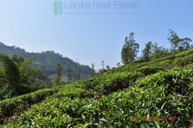 Thirty two acres with tea estate and two bungalows