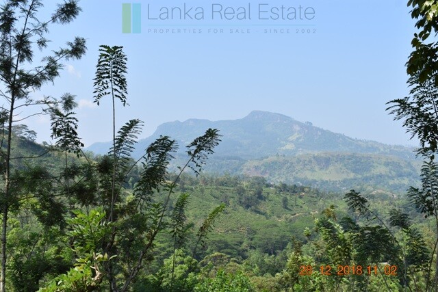 Thirty two acres with tea estate and two bungalows