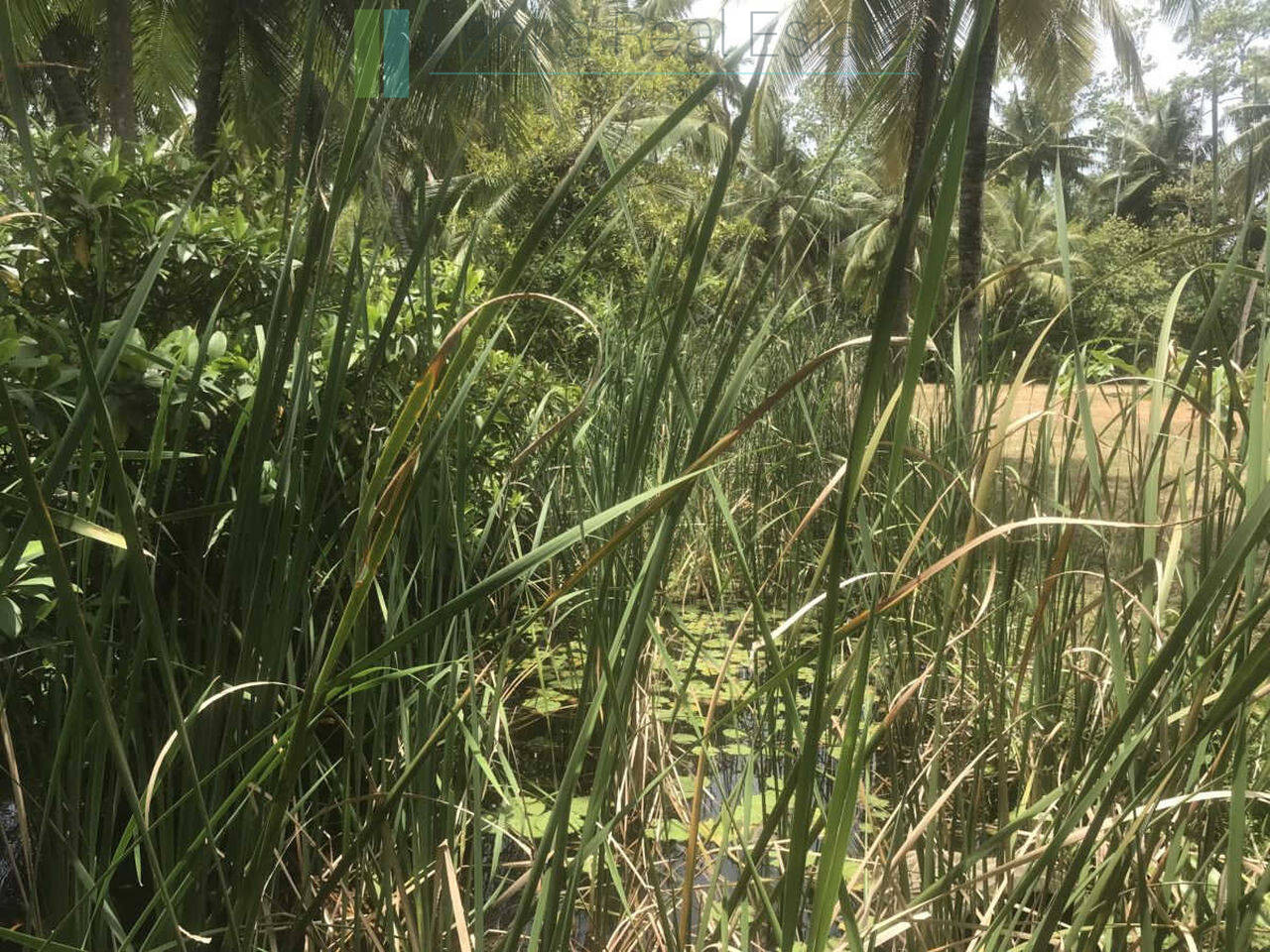 Riverfront building plot near Unawatuna