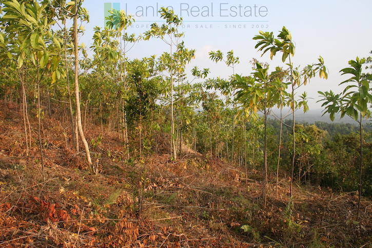 Ten acres with exceptional views over Weligama Bay