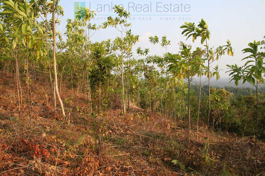 Large elevated development plot near Weligama Beach