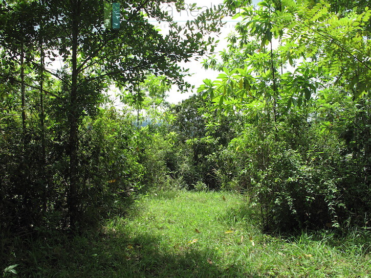 Large elevated development plot near Weligama Beach