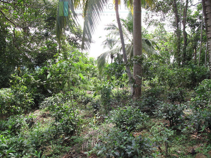 Ten acres with exceptional views over Weligama Bay