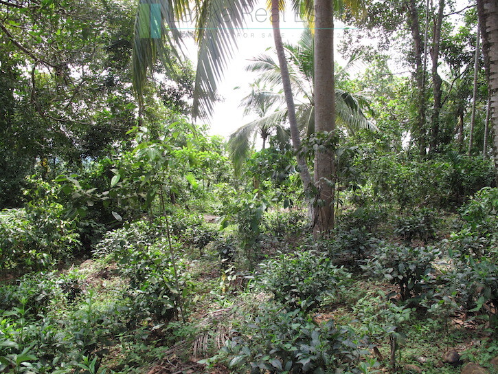 Large elevated development plot near Weligama Beach