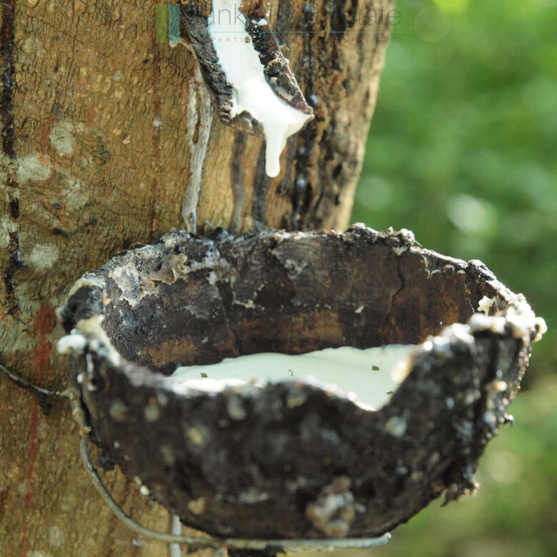 Large rubber, cocoa and coconut estate