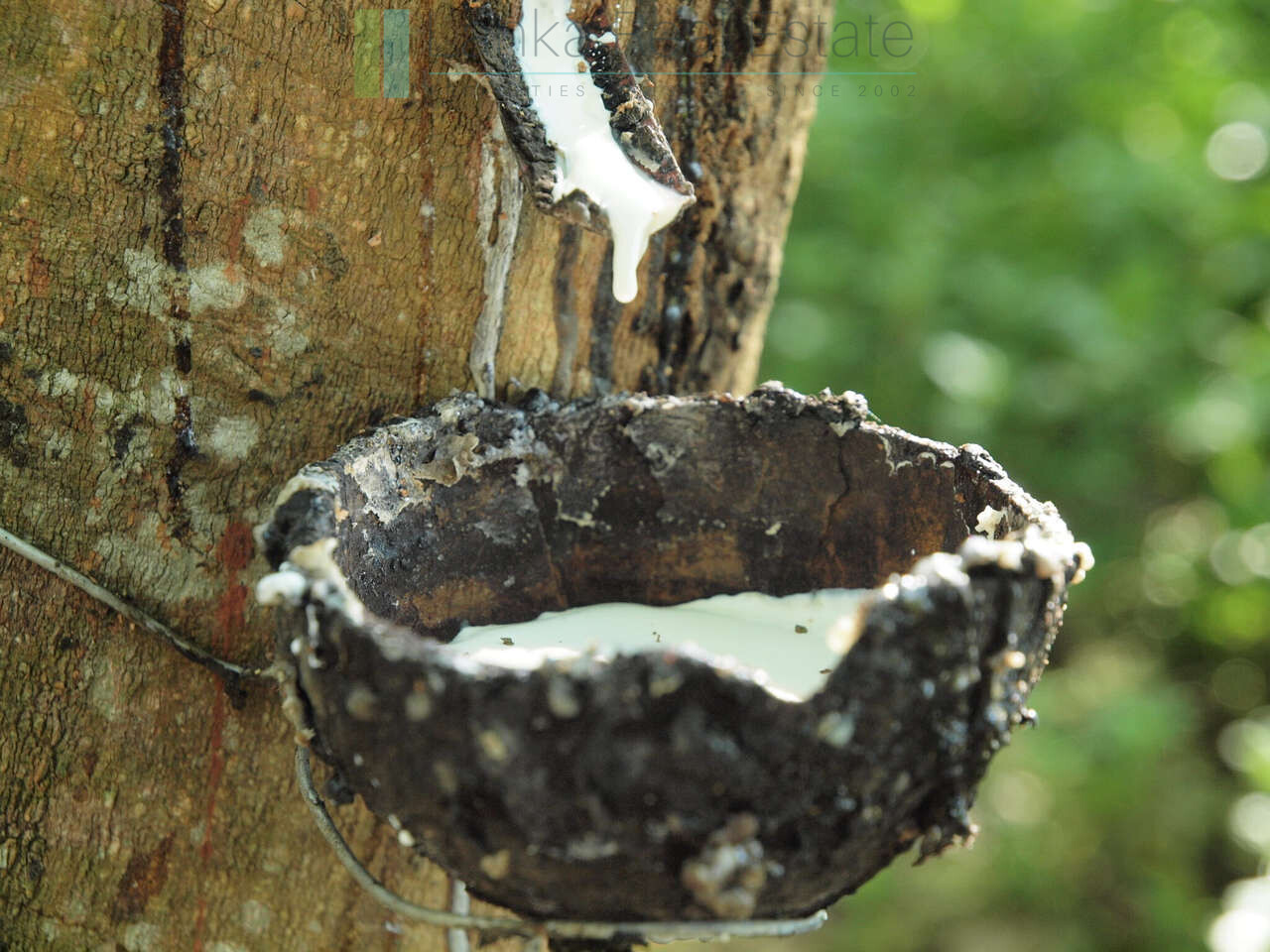 Large rubber, cocoa and coconut estate
