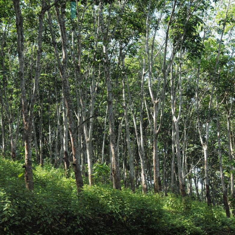 Large rubber, cocoa and coconut estate