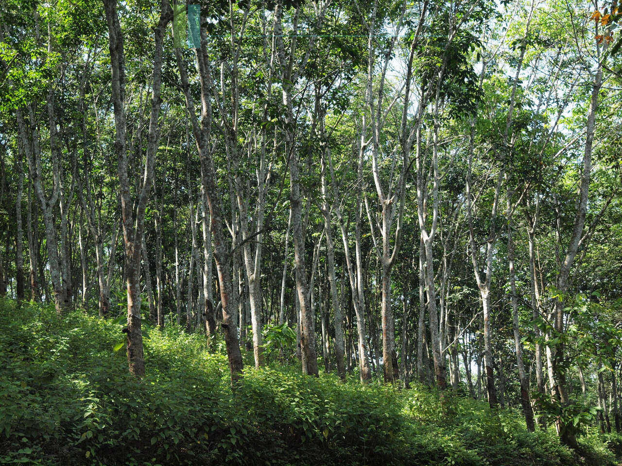 Large rubber, cocoa and coconut estate