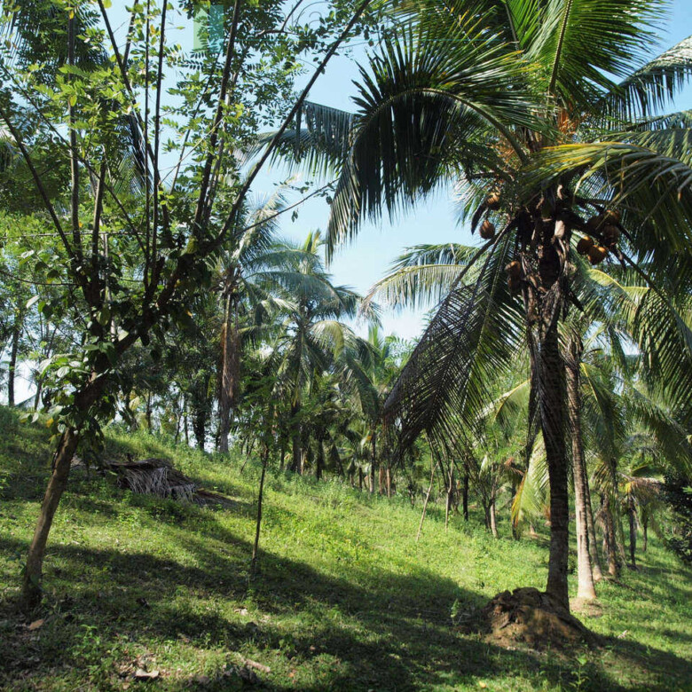 Large rubber, cocoa and coconut estate