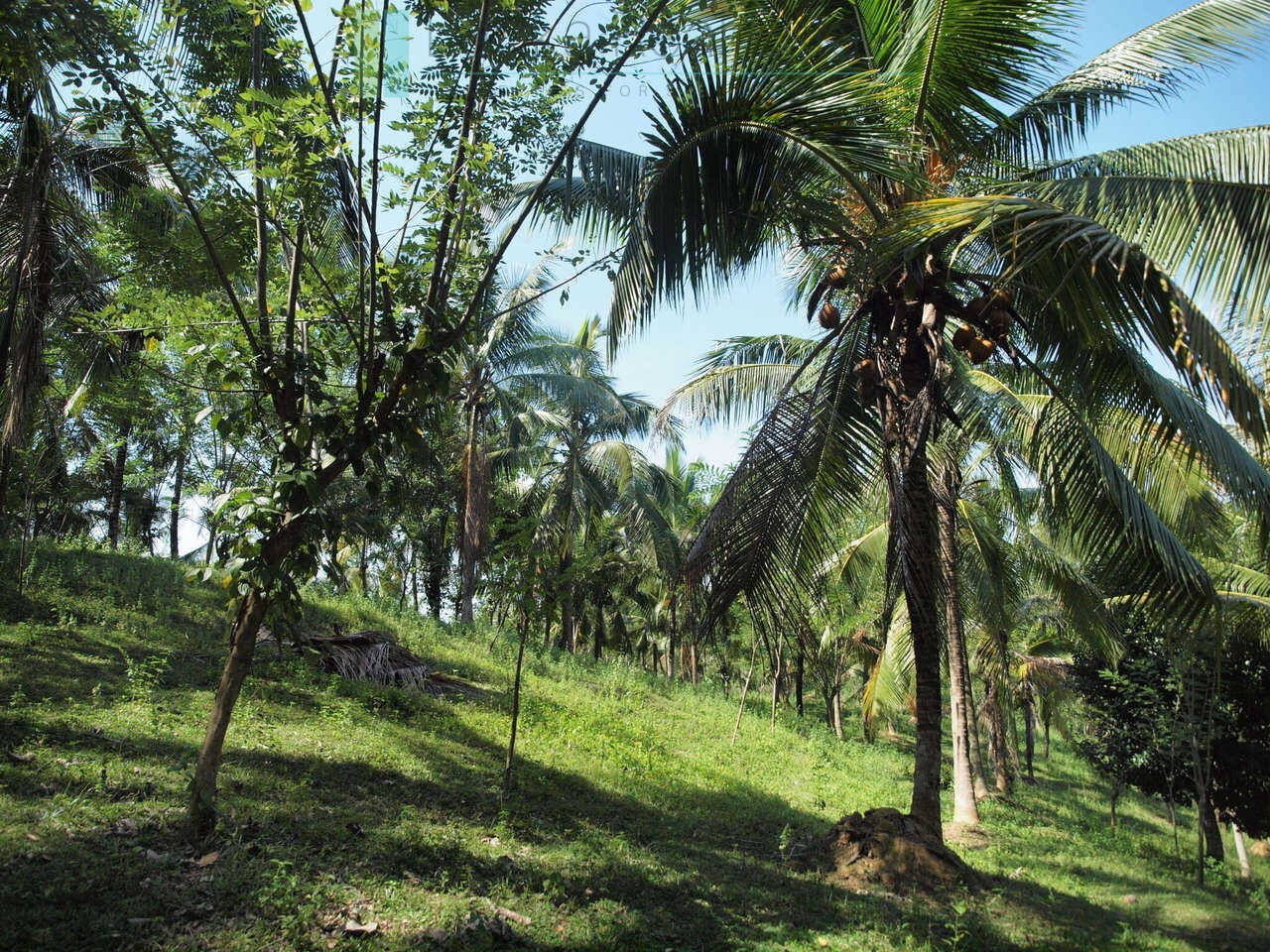 Large rubber, cocoa and coconut estate