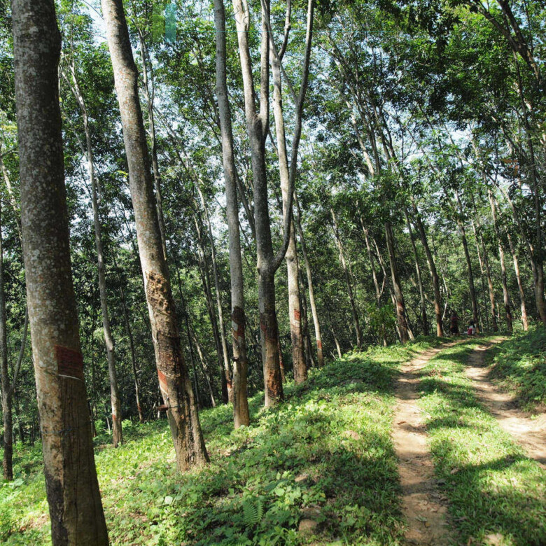 Large rubber, cocoa and coconut estate