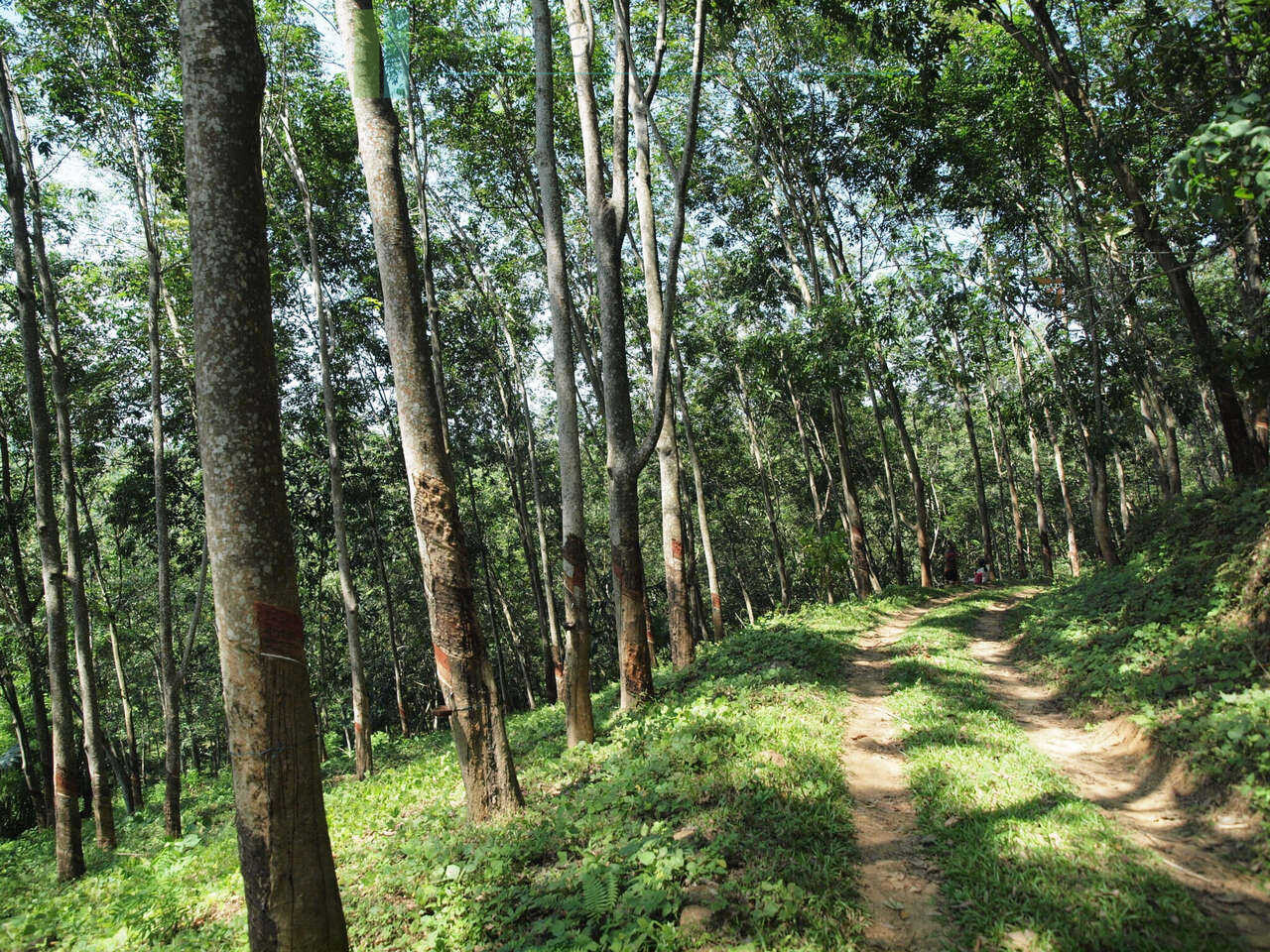 Large rubber, cocoa and coconut estate