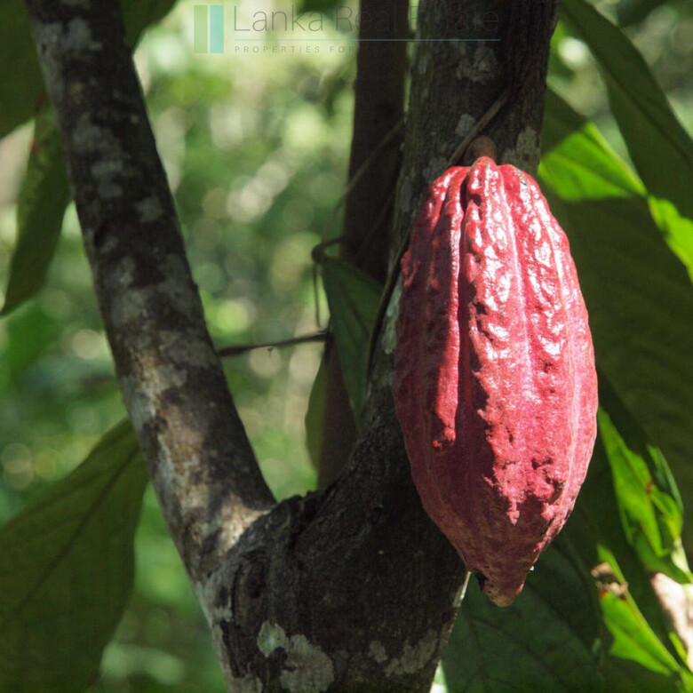 Large rubber, cocoa and coconut estate