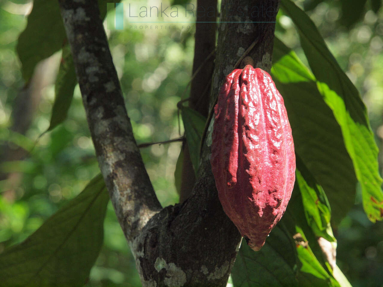 Large rubber, cocoa and coconut estate
