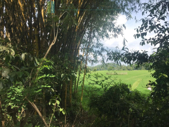 Tranquil paddy island in Koggala
