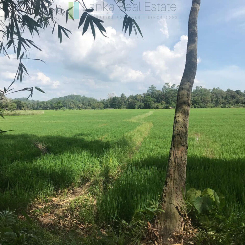 Tranquil paddy island in Koggala