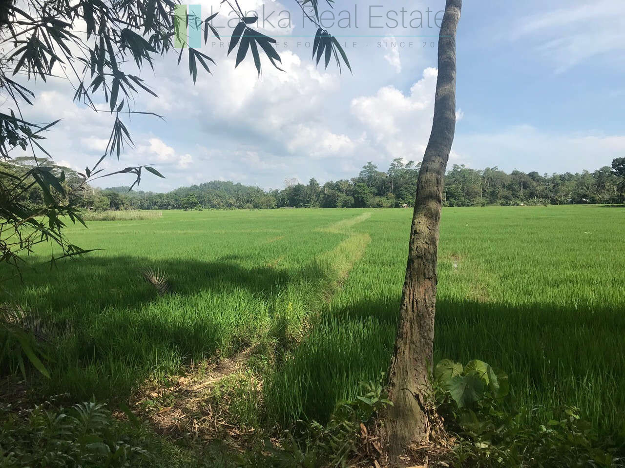 Tranquil paddy island in Koggala