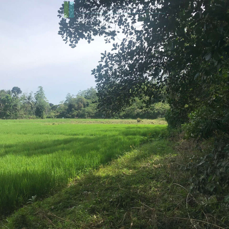 Tranquil paddy island in Koggala