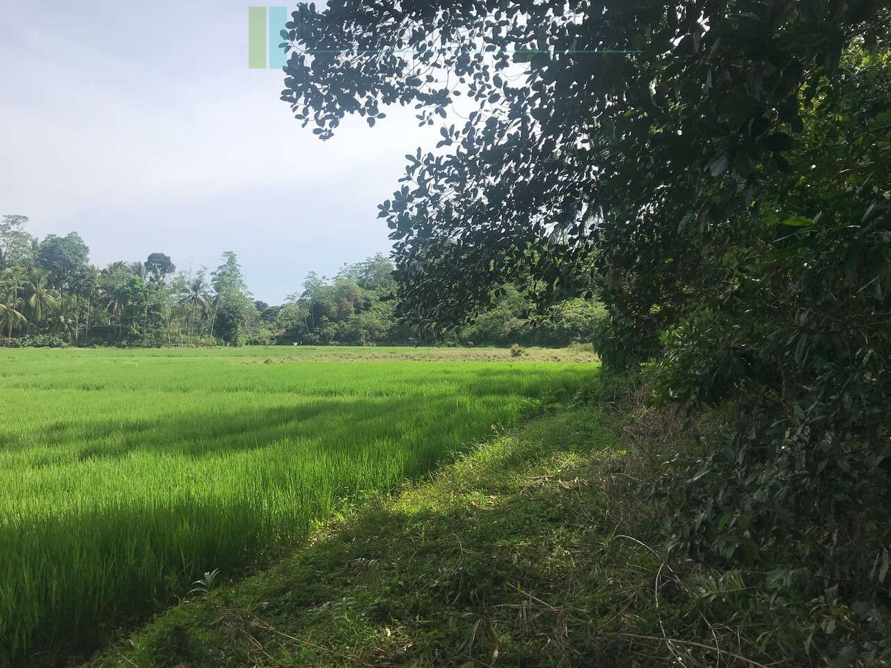 Tranquil paddy island in Koggala